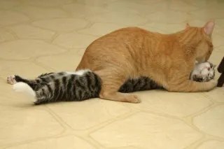 😘 猫, 子猫, 遊ぶ, 動物, かわいい, ネコ科 telegram sticker