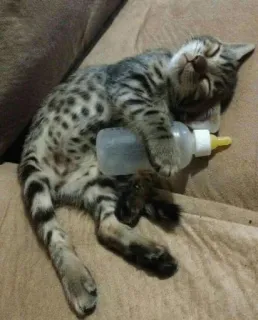😴 새끼 고양이, 자는, 젖병, 고양이, 애완 동물, 애완 동물, 피곤한, 귀여운 telegram sticker