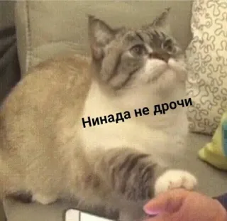 ❌ Нинада не дрочи Katze, Meme, Lustig, Tier telegram sticker