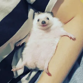 🦔 egel, dier, schattig, huisdier telegram sticker