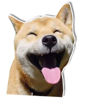 😜 chien, souriant, joyeux, shiba inu, animal telegram sticker