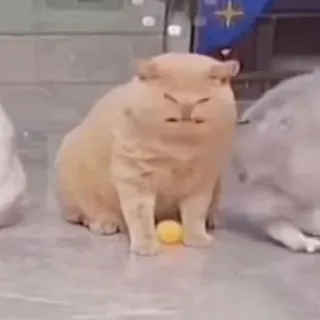 😫 cat, animal, pet, cute, funny, feline whatsapp sticker