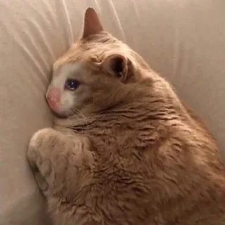 😭 chat, triste, pleure, animal, mème, orange, animal de compagnie telegram sticker