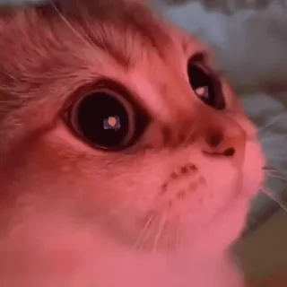 😍 고양이, 동물, 귀여운, 애완동물, 새끼 고양이, 포유류 whatsapp sticker