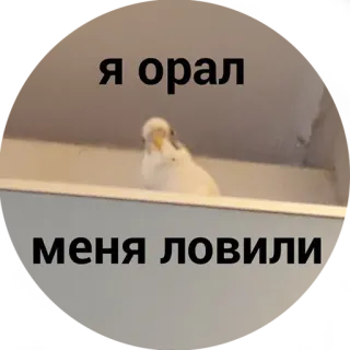 😮 я орал
меня ловили vogel, parkiet, dier telegram sticker