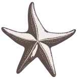 ⭐️