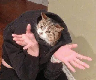 🙃 고양이, 밈, 웃긴, 후드티 telegram sticker