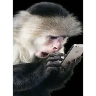 😧 małpa, smartfon, zwierzę, naczelne, technologia telegram sticker