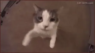 💋 CAT-GIFS.COM Katze, Tier, Haustier, Kätzchen, Haustier, lustig whatsapp sticker