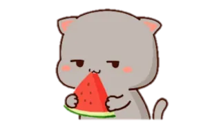 🍩 Katze, Wassermelone, süß, essen, Cartoon telegram sticker