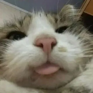 😛 gato, animal, lindo, mascota, lengua, gato doméstico, mamífero, retrato telegram sticker