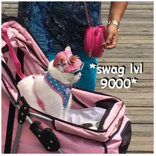 😎 *swag lvl 9000* kot, fajne, okulary przeciwsłoneczne, różowy, wózek dziecięcy, hello kitty telegram sticker