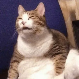😶 chat, animal, animal de compagnie, mème, drôle, dégoût telegram sticker
