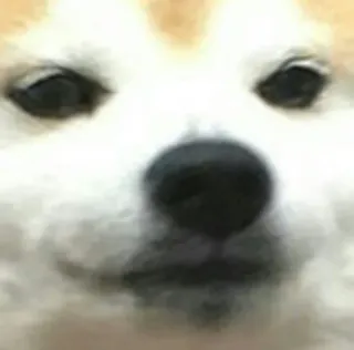 🤨 hond, dier, huisdier, schattig, meme telegram sticker