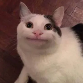 🐱 cat, white, animal, cute, meme telegram sticker