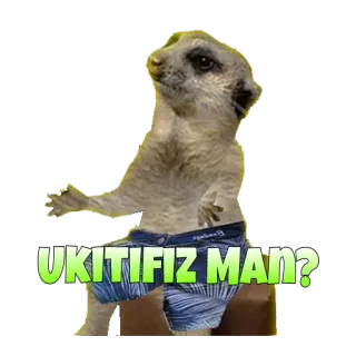 ❓ UKITIFIZ MAN? suricate, animal, engraçado, fato de banho, meme telegram sticker