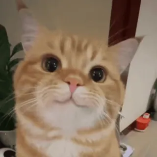 😁 gato, gato laranja, fofo, animal de estimação, animal whatsapp sticker