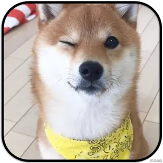 😉 dog, shiba inu, wink, yellow bandana, pet, animal telegram sticker