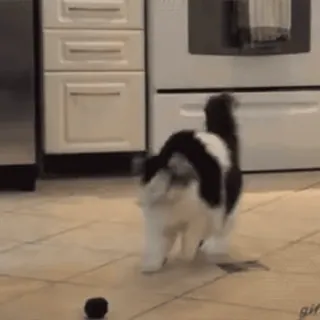 🤪 cat, animal, pet, black and white, ball, domestic animal telegram sticker