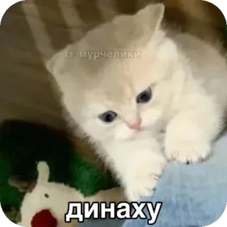 🐱 динаху 猫, 小猫, 俄语, 俚语, 冒犯 whatsapp sticker