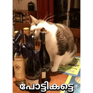 😂 പോയികാട്ടെ cat, bottles, animal telegram sticker