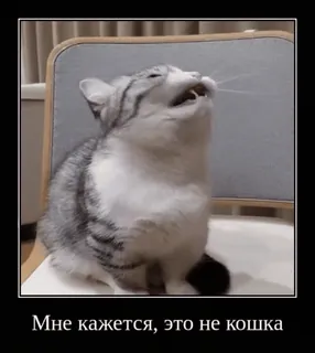 ❌ Мне кажется, это не кошка gato, meme, engraçado, texto russo, animal whatsapp sticker