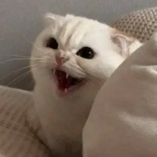 😠 cat, angry, hissing, feline, domestic cat, white cat telegram sticker