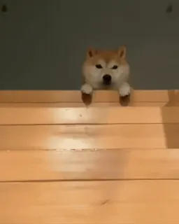 🙂 犬, 柴犬, 動物, ペット, かわいい, 壁 telegram sticker