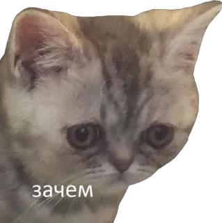 😟 зачем Katze, traurig, Kätzchen, süß, Frage, russisch, Meme telegram sticker