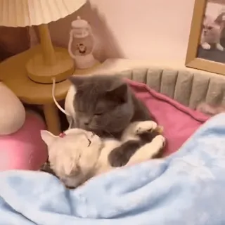🧶 gato, durmiendo, lindo, animales, animales domésticos, mamífero, mascotas whatsapp sticker