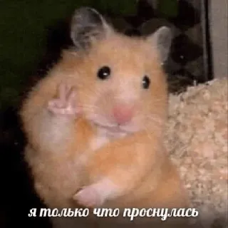 😁 Я только что проснулась แฮมสเตอร์, สัตว์, น่ารัก, สัตว์ฟันแทะ, ตื่น, ง่วง telegram sticker