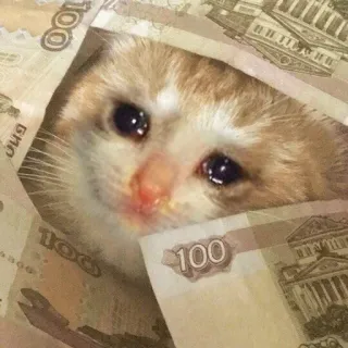 😭 anak kucing, kucing, menangis, uang, rubel, sedih telegram sticker
