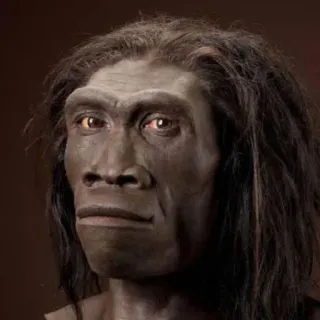 🤔 humanoïde, primate, anthropologie, évolution, homo erectus telegram sticker