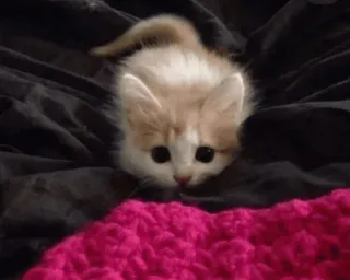🥺 kätzchen, katze, tier, süß, haustier, hauskatze, katzenartig telegram sticker