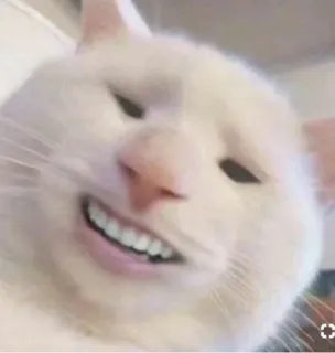 ✨ gato, animal, animal de estimação, meme, engraçado, sorriso telegram sticker