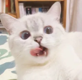 😛 gato, lambendo, animal de estimação, animal, branco, fofo telegram sticker
