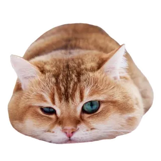 😉 cat, animal, pet, cute, feline, domestic cat telegram sticker