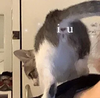 ❤️ i u chat, animal de compagnie, animal, blanc, gris, chat domestique telegram sticker