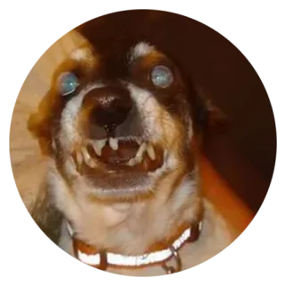 💀 犬, 怖い, 動物, ペット, 歯, 面白い telegram sticker