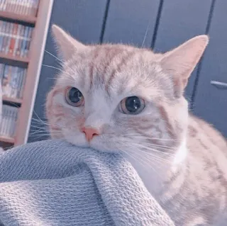 🍥 แมว, น่ารัก, สัตว์, สัตว์เลี้ยง, สัตว์ตระกูลแมว telegram sticker