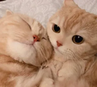 😺 gato, gatos, fofo, adorável, animais, laranja whatsapp sticker