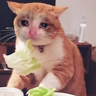 😀 кот, плачет, грустный, мем, животное, питомец, ест, салат telegram sticker