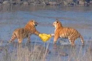 🤝 tigres, aperto de mão, animais, vida selvagem, natureza, amizade, colaboração telegram sticker
