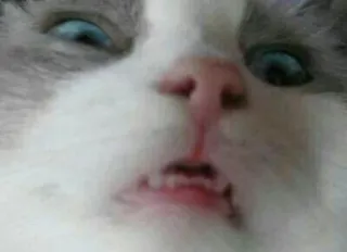 😪 cat, animal, domestic, blue eyes, pet telegram sticker