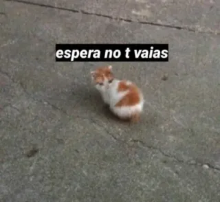 🥺 espera no t vaias cat, kitten, wait, sad, pleading telegram sticker