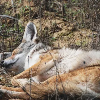 Coyote faces telegram stickers