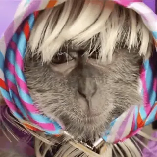 👵 monkey, disguise, wig, scarf, animal, funny telegram sticker