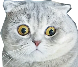 😳 gato, lindo, scottish fold, animal, mascota, ojos grandes telegram sticker