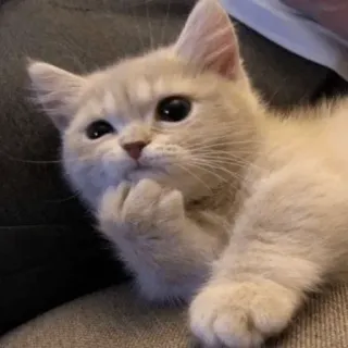 😧 anak kucing, kucing, lucu, berpikir, hewan peliharaan, hewan telegram sticker