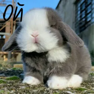 🐰 Ой lapin, lapinou, mignon, animal, animal de compagnie, gris et blanc whatsapp sticker